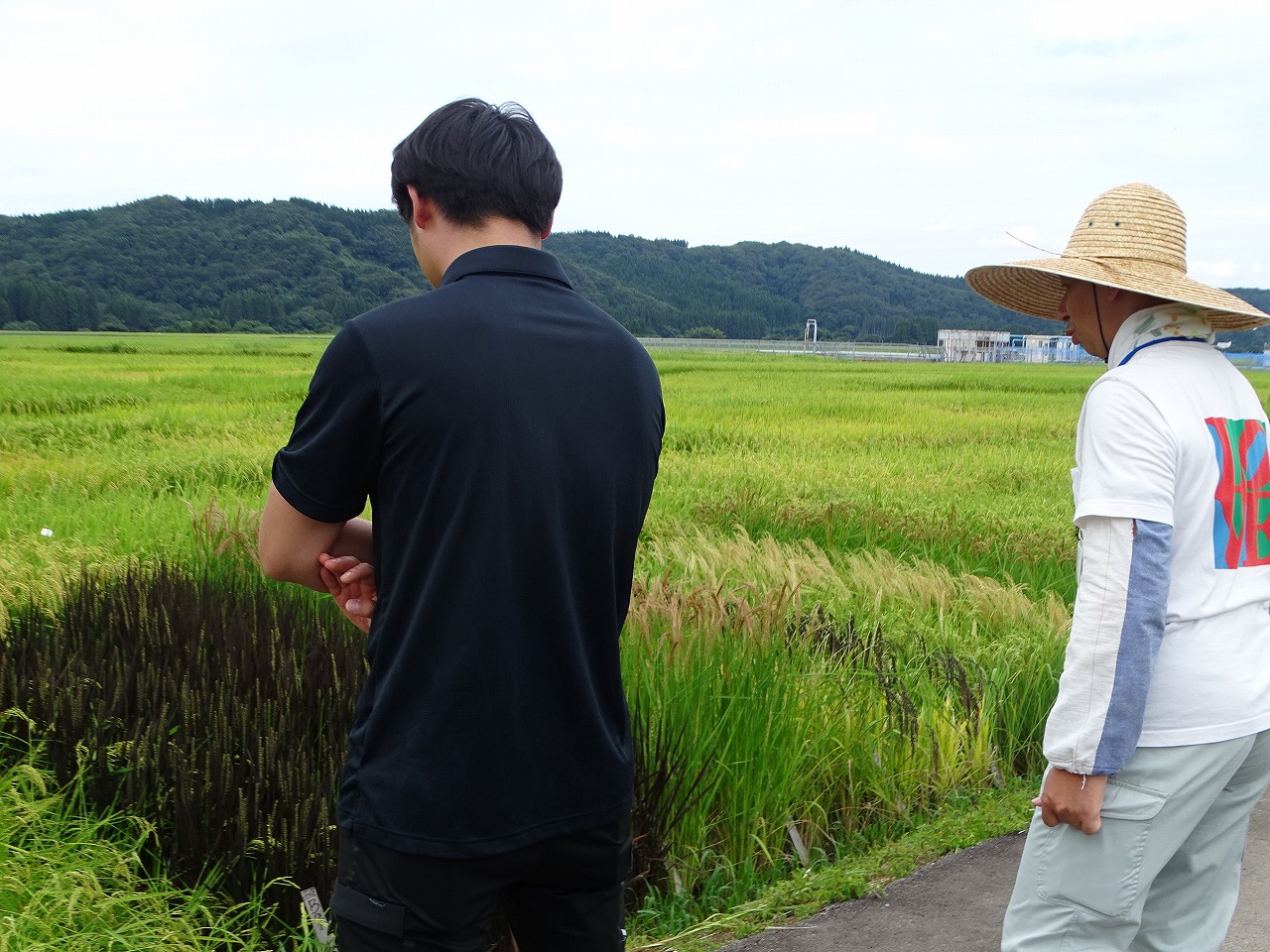 農業試験場の研究員と水稲について話をする研修生